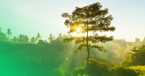 uma árvore no meio da floresta sendo iluminada pelo sol